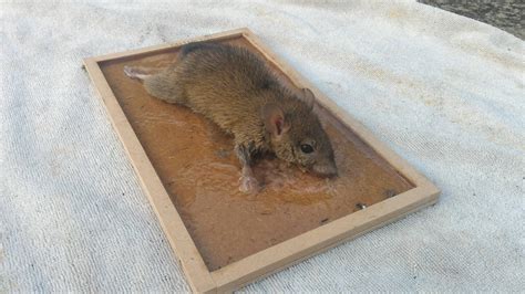 老鼠 被 黏 鼠 板 黏 到